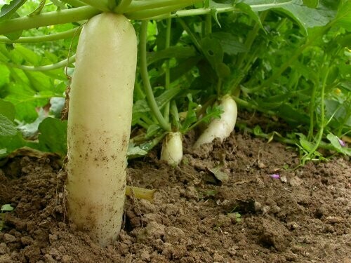 Radis Daikon
