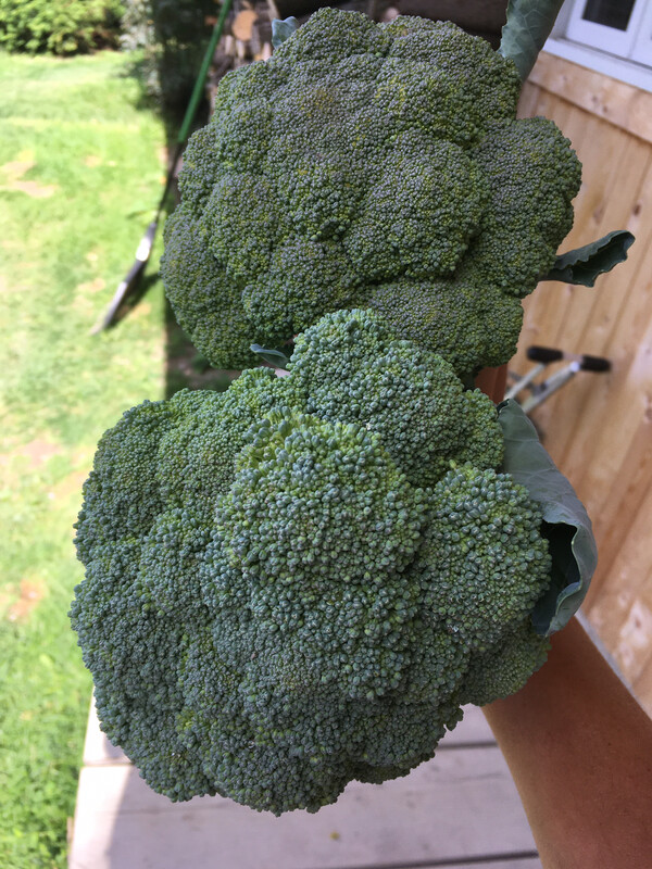 Brocoli