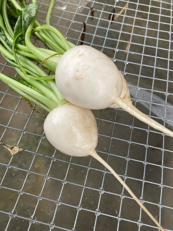 Navets blancs (petits)