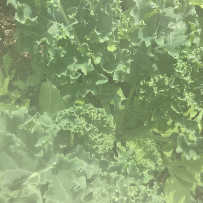 Chou kale (feuille)