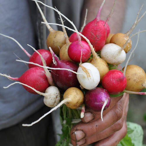 Radis variés