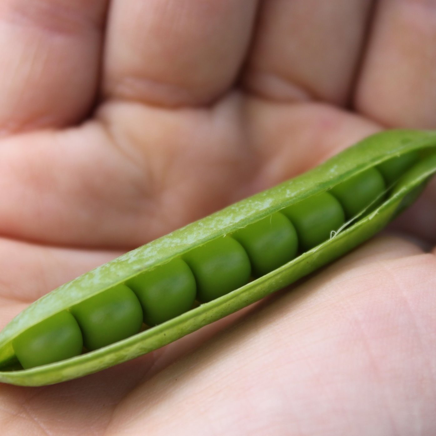 Pois à écosser