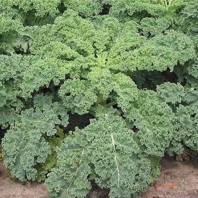 Chou, brocoli et chou-fleur