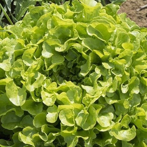 Laitue en pomme : feuille de chêne verte