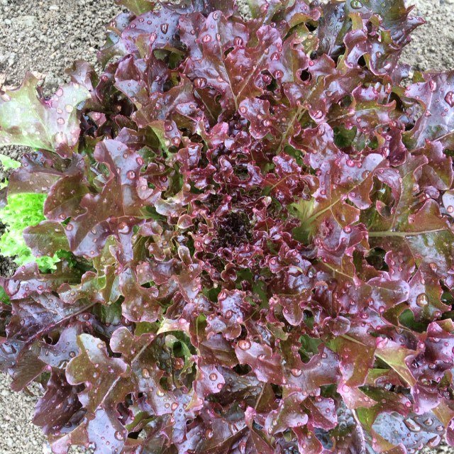 Laitue en pomme - Feuille de chêne rouge