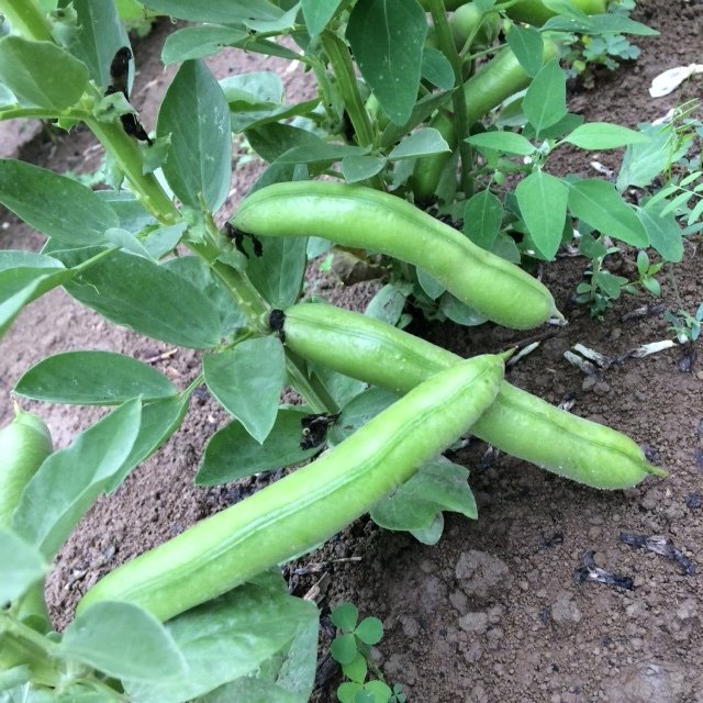 Gourganes