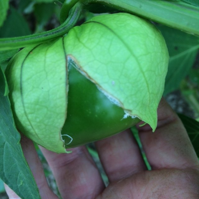Tomatillo