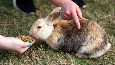 Small Animal