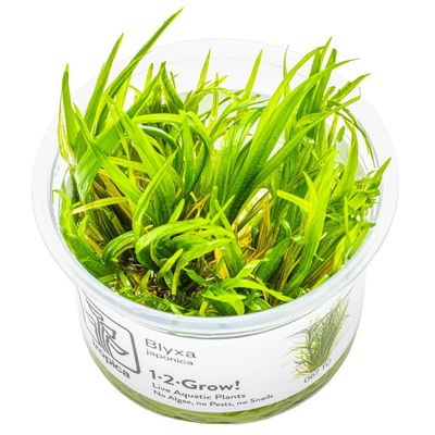 Blyxa japonica