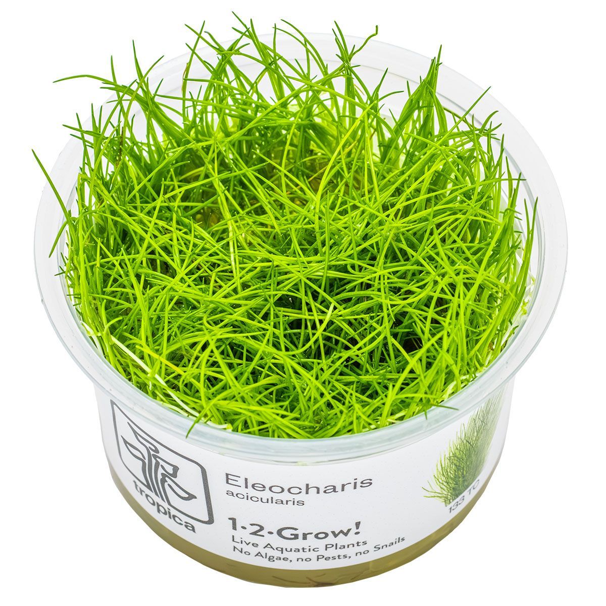Eleocharis acicularis