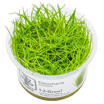 Eleocharis acicularis