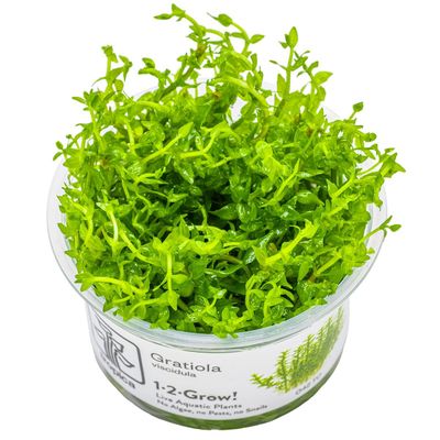 Gratiola viscidula