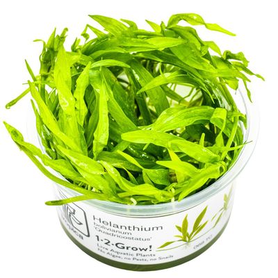 Helanthium bolivianum 'Quadricostatus' Helanthium bolivianum 'Quadricostatus'