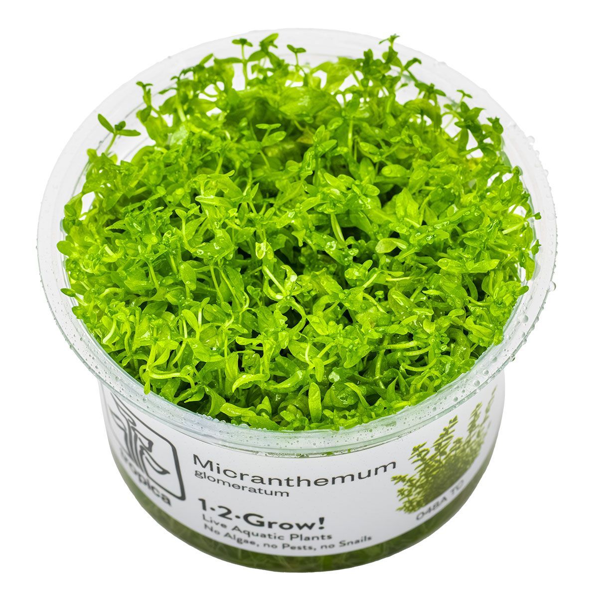 Hemianthus micranthemoides