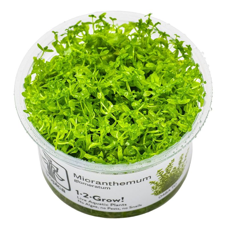 Hemianthus micranthemoides