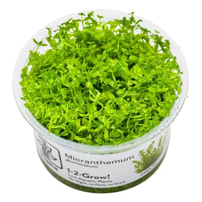 Hemianthus micranthemoides