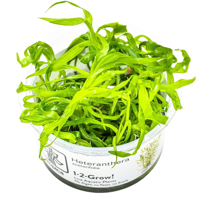Heteranthera zosterifolia