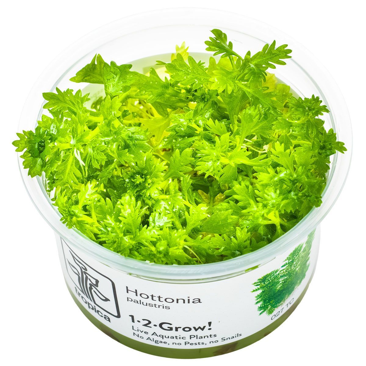 Hottonia palustris