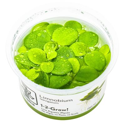 Limnobium laevigatum Limnobium laevigatum