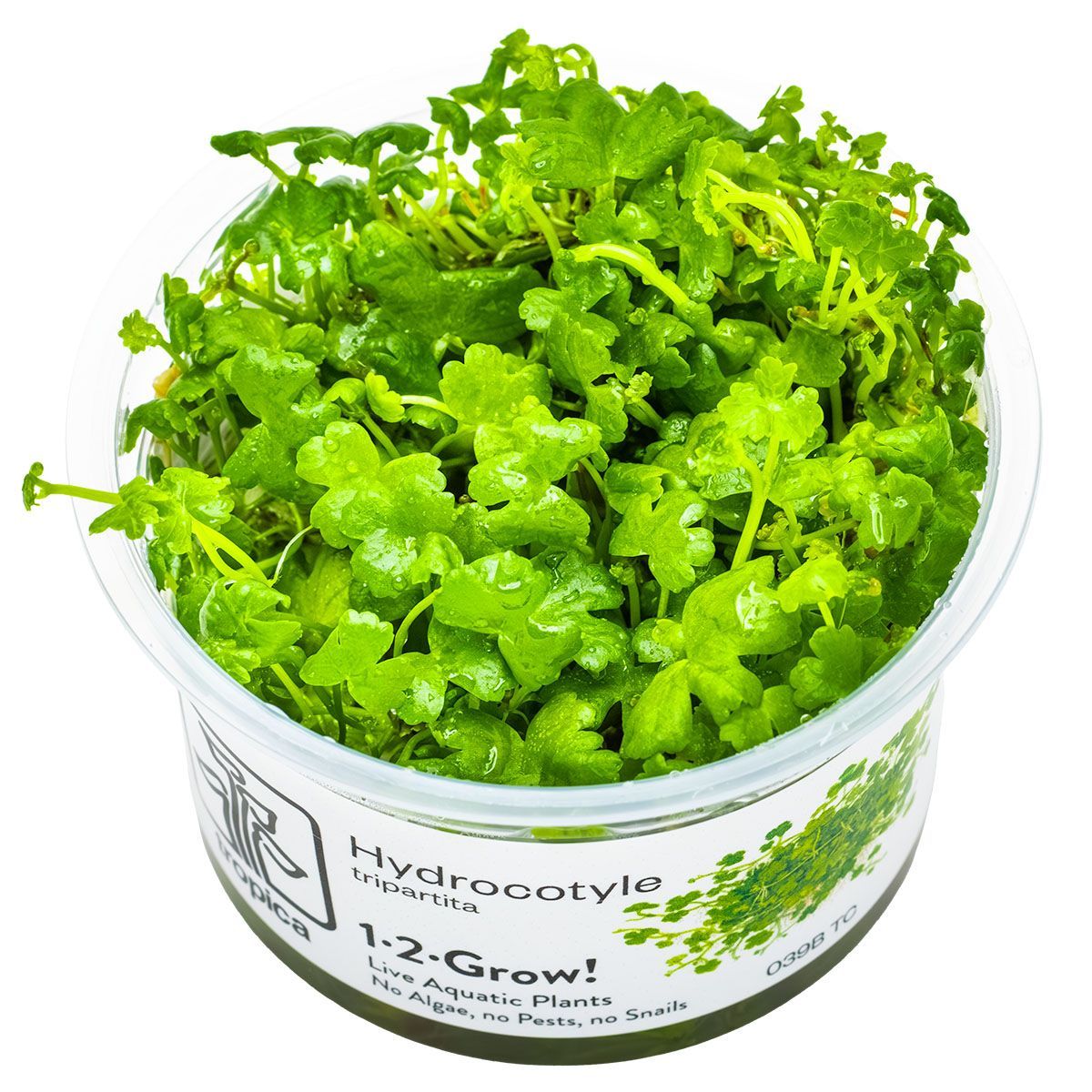 Hydrocotyle tripartita