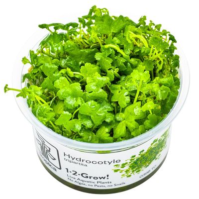 Hydrocotyle tripartita