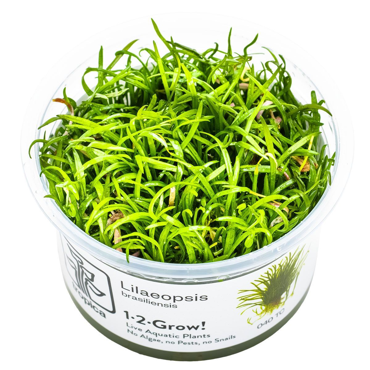 Lilaeopsis brasiliensis