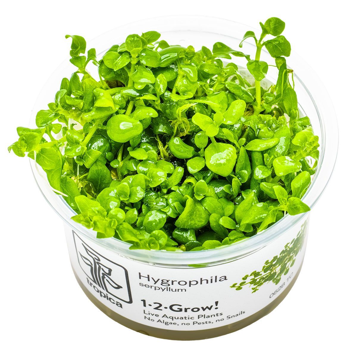 Hygrophila serpyllum