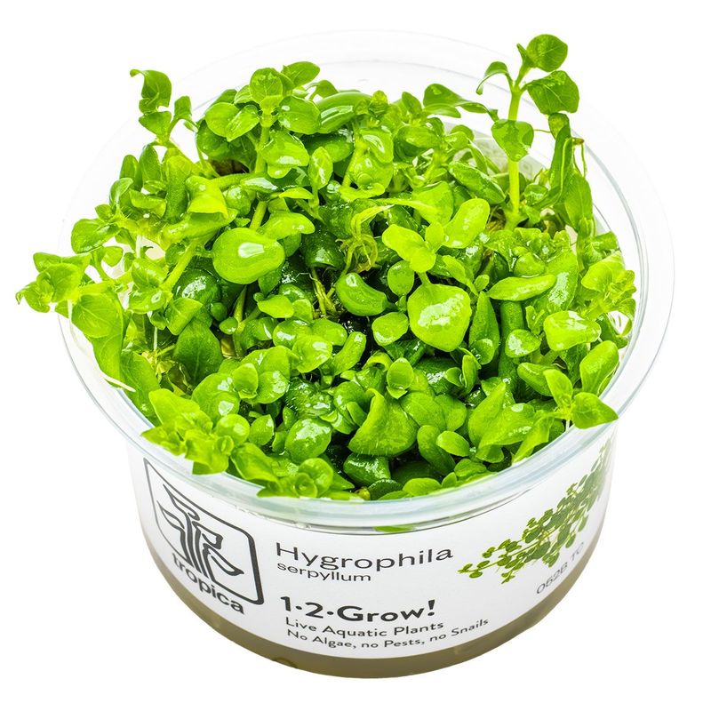 Hygrophila serpyllum