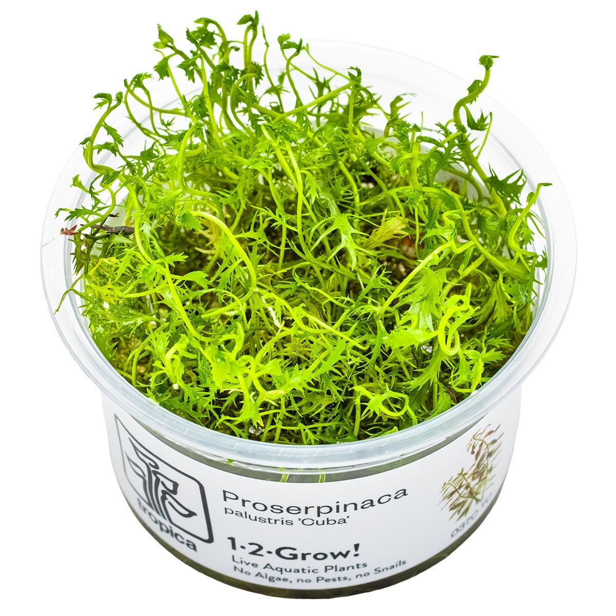 Proserpinaca palustris 'Cuba'