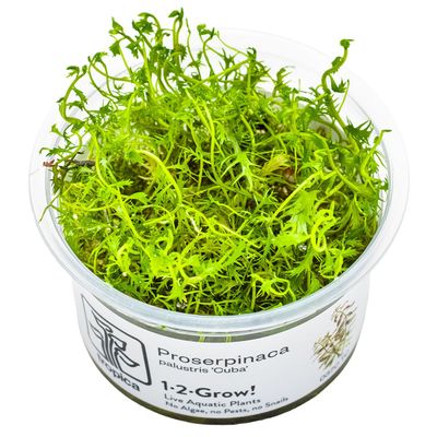 Proserpinaca palustris 'Cuba'