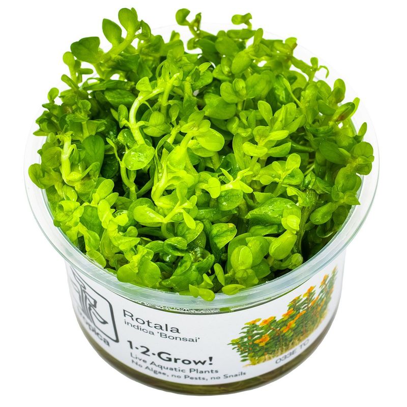 Rotala indica 'Bonsai