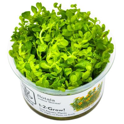 Rotala indica 'Bonsai