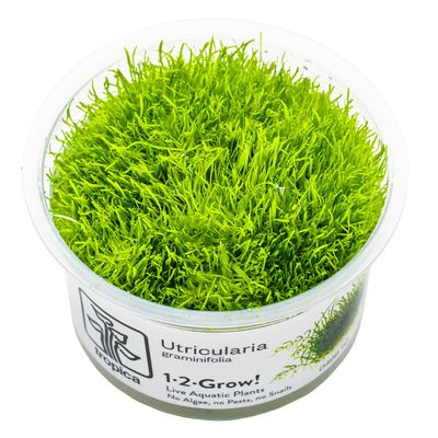 Utricularia graminifolia