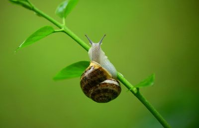 Live Snails