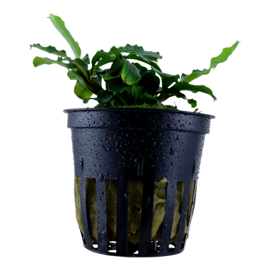 Bucephalandra Pygmaea  'Wavy Green'