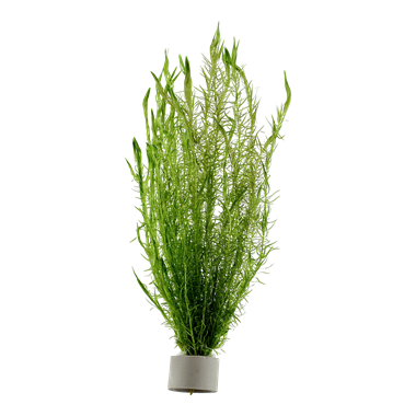Live Plants-Stem