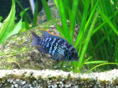 Live Fish