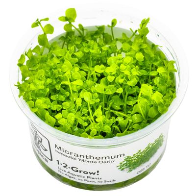 Live Plants-Tissue Culture