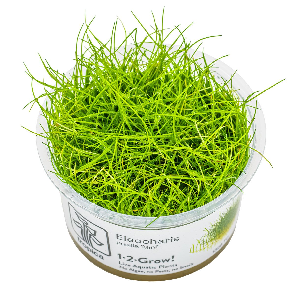 Eleocharis pusilla