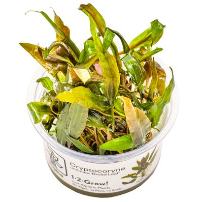 Cryptocoryne undulata 'Broad Leaf'
