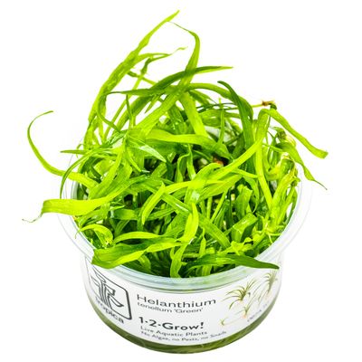 Helanthium tenellum 'Green'