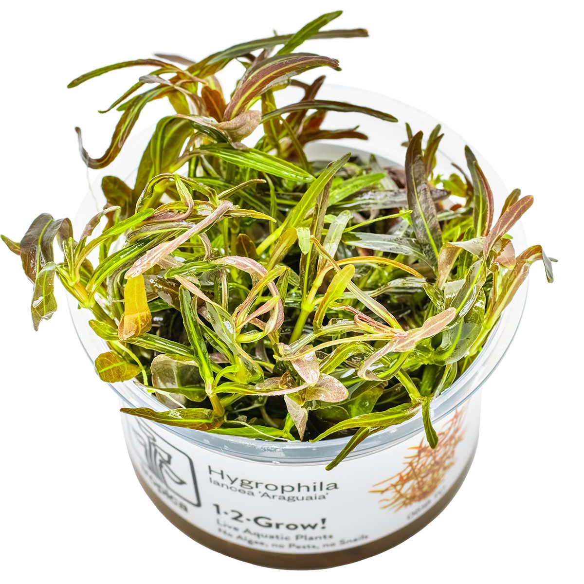 Hygrophila lancea 'Araguaia'