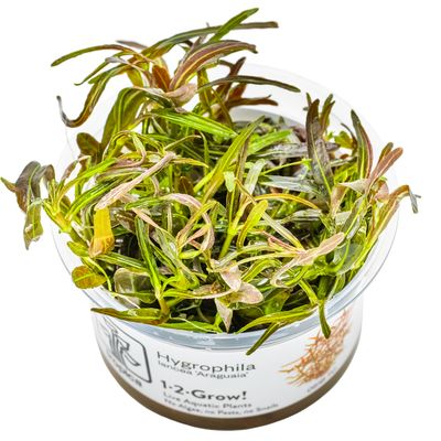 Hygrophila lancea 'Araguaia'