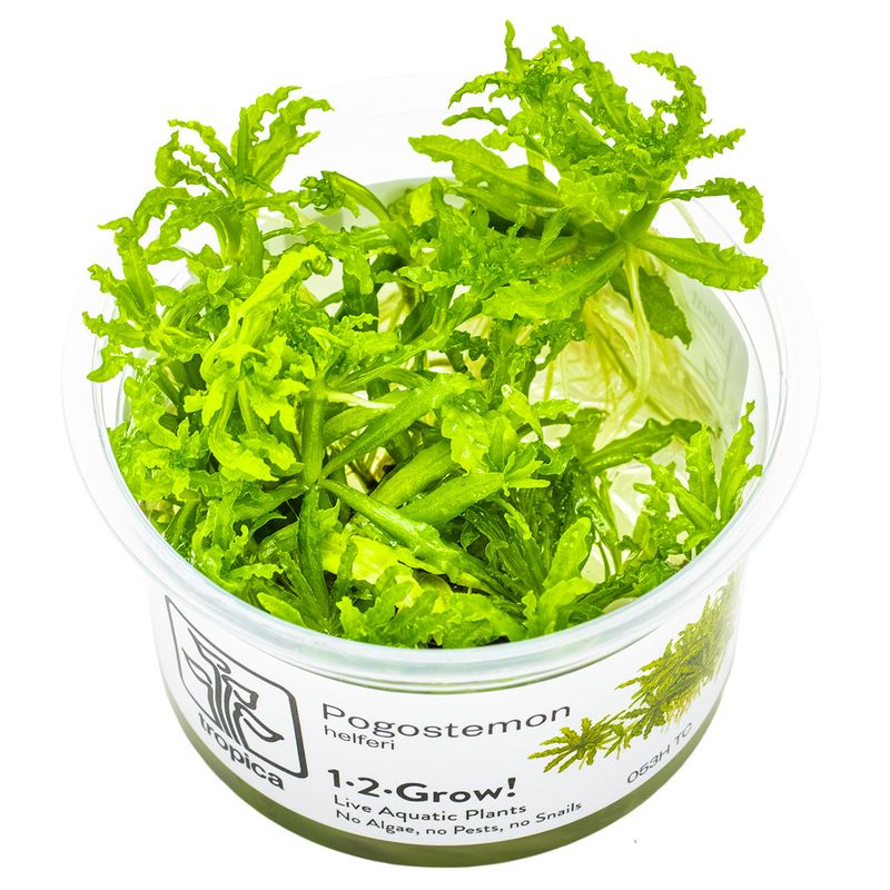 Pogostemon helferi