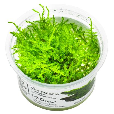 Vesicularia montagnei 'Christmas Moss'