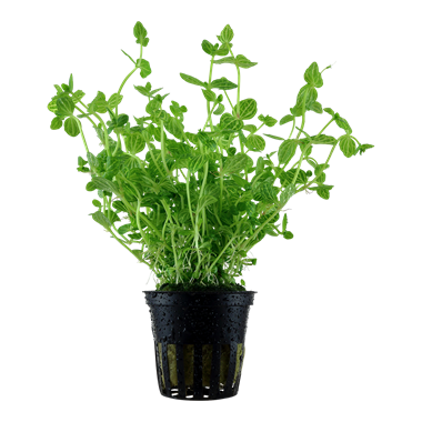 Lindernia Rotundifolia