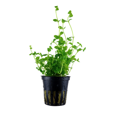 Bacopa australis Bacopa australis