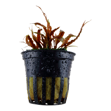 Cryptocoryne albida 'Brown' Cryptocoryne albida 'Brown'