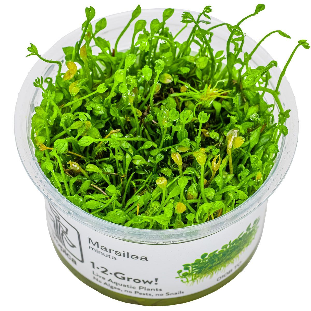 Marsilea hirsuta Marsilea hirsuta