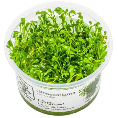 Glossostigma elatinoides